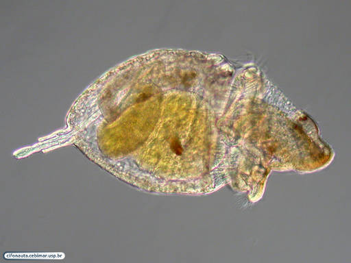 Larva pelagosfera