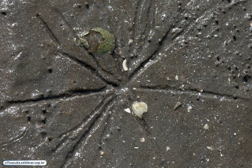 Marcas do bivalve Macoma em sedimento arenolamoso na região entremarés