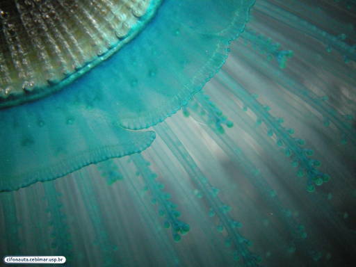 Hidrozoário colonial flutuante, vista aboral - detalhe da margem do disco central