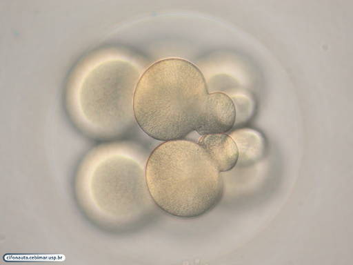Embrião de bolacha-do-mar durante quarta clivagem