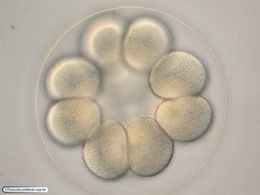 Embrião de bolacha-do-mar com 16 células