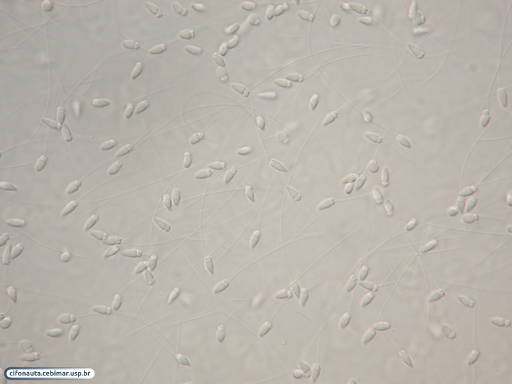Espermatozóides de bolacha-do-mar
