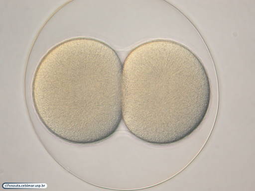 Embrião de bolacha-do-mar antes da segunda divisão