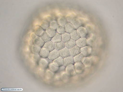 Células ectodérmicas durante formação da blástula de bolacha-do-mar