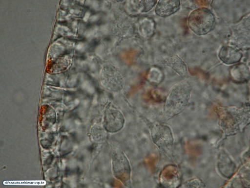 Detalhe das células da gástrula