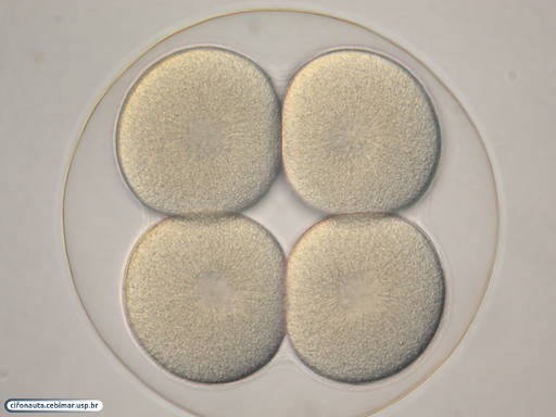 Embrião de bolacha-do-mar com 4 células