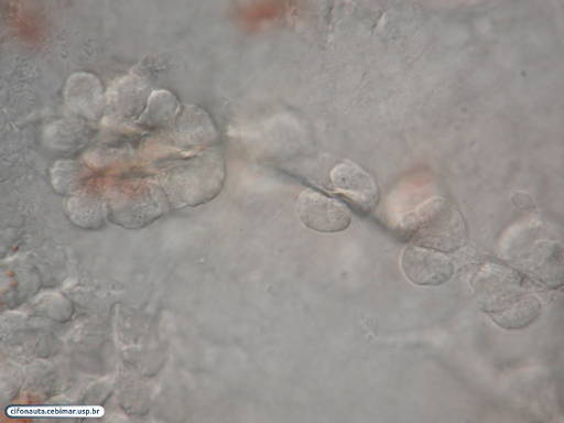 Células mesenquimais primárias