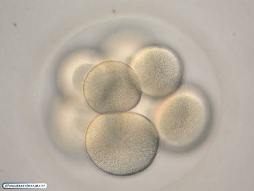 Embrião de bolacha-do-mar com 8 células