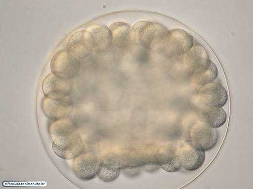 Embrião de bolacha-do-mar com 108 células