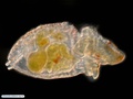 Larva pelagosfera