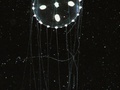 Medusa adulta