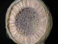 Desova de molusco gastrópode