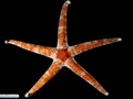 Estrela-do-mar
