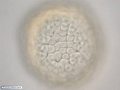 Células ectodérmicas durante formação da blástula da bolacha-do-mar
