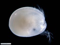 Ostracoda