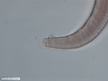 Nematoda