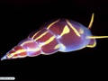 Molusco gastrópode parasita de lírio-do-mar