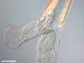 Pterópode - molusco gastrópode pelágico
