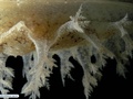 Molusco nudibrânquio
