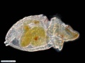 Larva pelagosfera