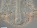 Blastóporo na larva prisma