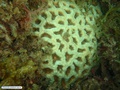 Coral-cérebro
