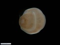 Zoantina - larva de zoantídeo