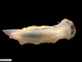 Molusco nudibrânquio