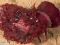 Molusco nudibrânquio se alimentando de uma anemona-do-mar