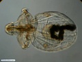 Larva pelagosfera