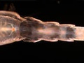 Larva zoeae