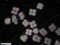 Embriões de bolacha-do-mar durante primeiras clivagens