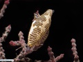 Molusco gastrópode epibionte de gorgônia