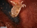 Caranguejo associado a uma bolacha-do-mar