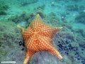 Estrela-do-mar