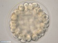 Embrião de bolacha-do-mar durante clivagens