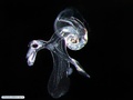 Heterópode - molusco gastrópode pelágico