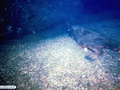 Peixe-morcego