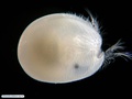 Ostracoda