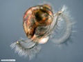 Larva véliger