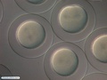 Embriões de bolacha-do-mar iniciando primeira clivagem