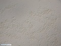 Ouriço-do-mar