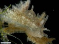 Molusco nudibrânquio simbionte de briozoário