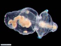 Larva pelagosfera