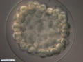 Embrião de bolacha-do-mar durante blastulação