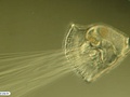 Larva mitrária