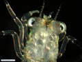 Larva megalopa
