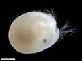 Ostracoda