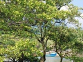 Vegetação de  manguezal