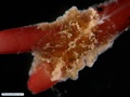 Ctenóforo bentônico sobre alga vermelha